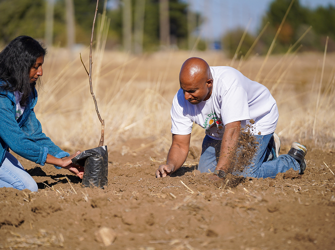 Fruit tree plantation drive